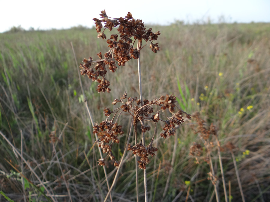 Изображение особи Juncus tyraicus.