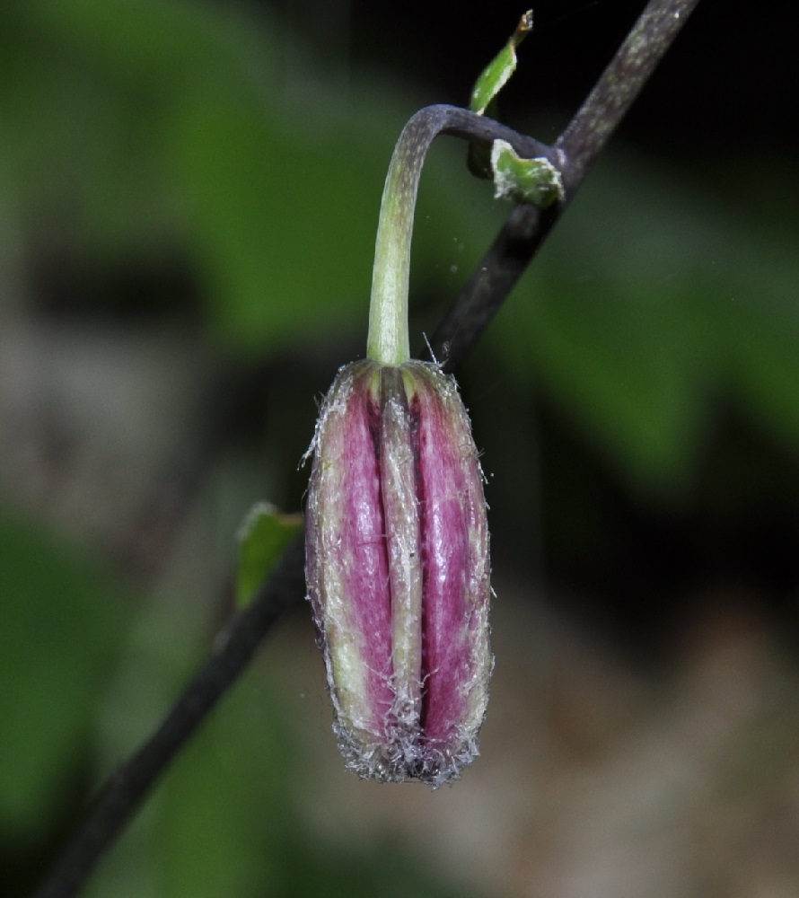 Изображение особи Lilium martagon.