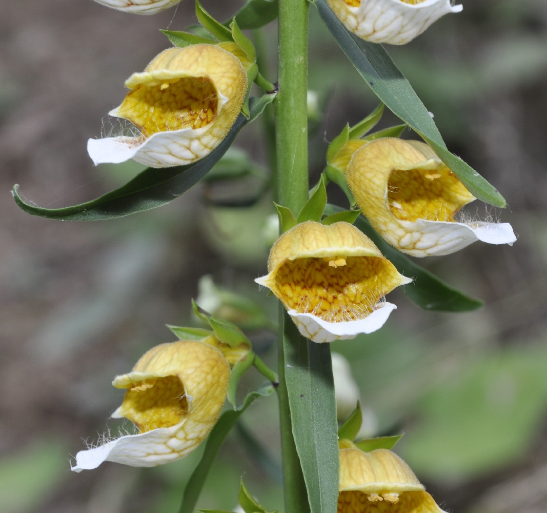 Image of Digitalis laevigata specimen.