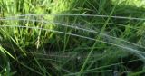 Stipa pennata. Части остей с характерным опушением. Белгородская обл., Губкинский р-н, запов. \"Белогорье\", \"Ямская степь\". 11 июня 2009 г.