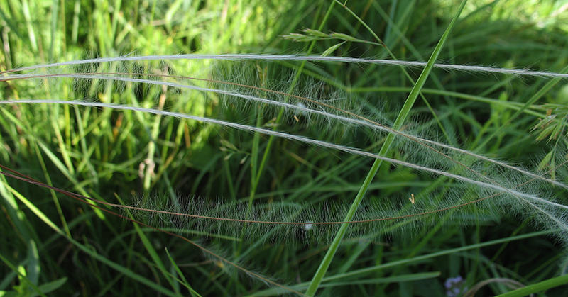 Image of Stipa pennata specimen.