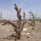 Salicornia perennans