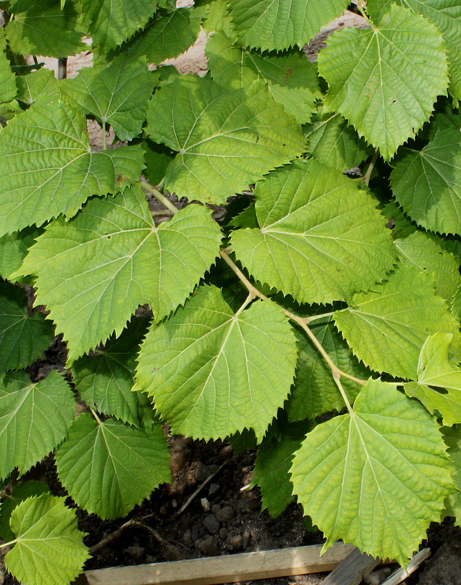 Image of Tilia mandshurica specimen.