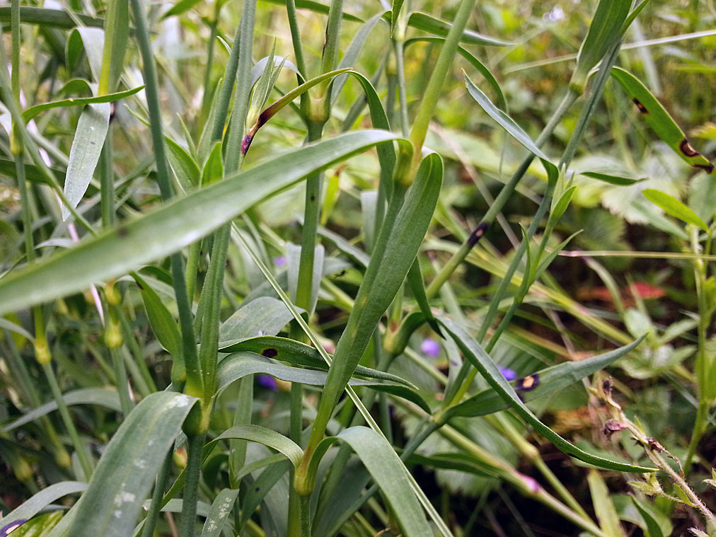 Изображение особи Dianthus fischeri.