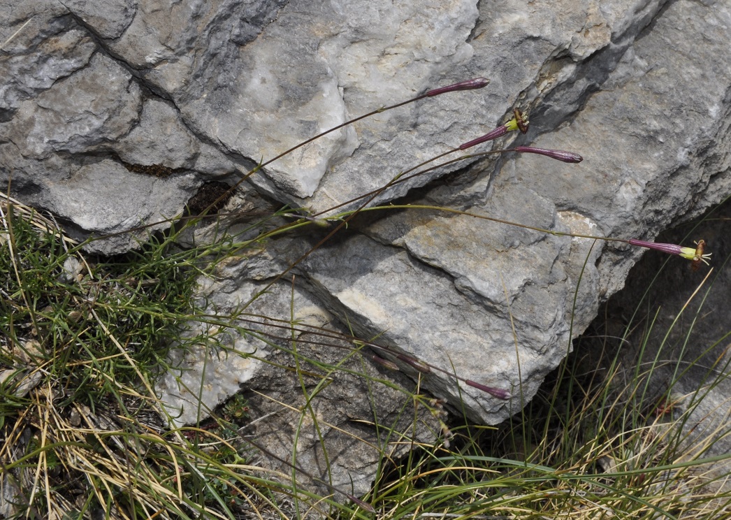 Изображение особи Silene parnassica ssp. dionysii.
