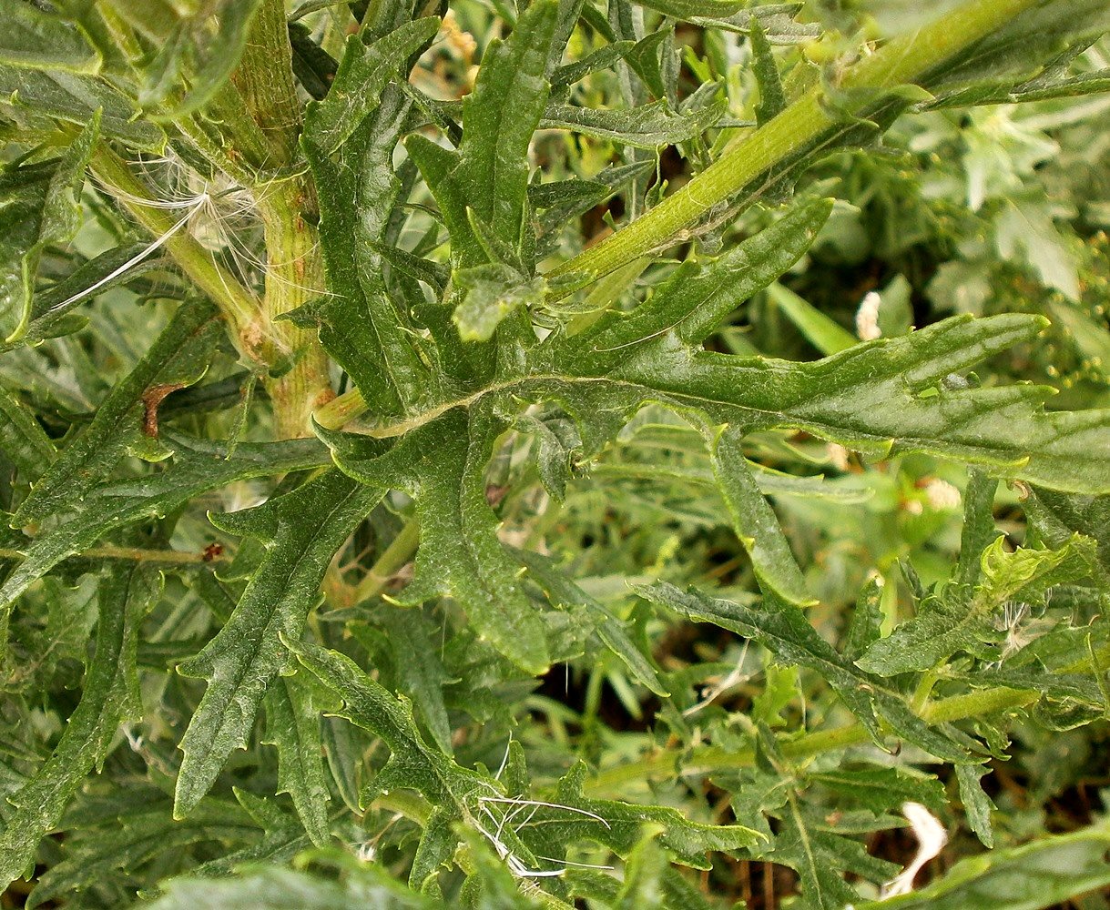 Image of Senecio grandidentatus specimen.