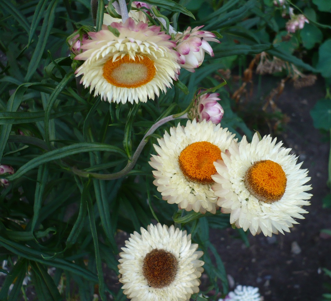 Изображение особи Xerochrysum bracteatum.