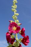 Alcea rosea. Верхняя часть соцветия с цветками и бутонами. Германия, г. Дюссельдорф, Ботанический сад университета. 03.07.2014.