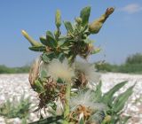 Lactuca tatarica. Верхушка плодоносящего растения. Краснодарский край, м/о Анапа, окр. ст. Благовещенская, Кизилташский лиман, коса Голенькая, ракушечный пляж. 09.08.2014.