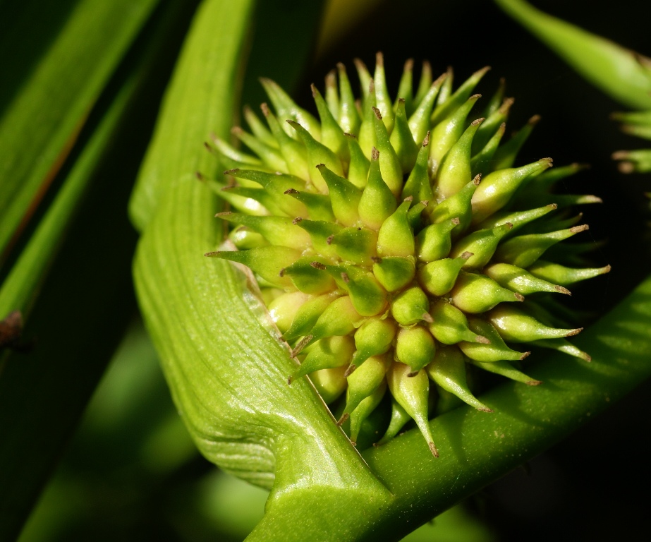 Image of Sparganium japonicum specimen.