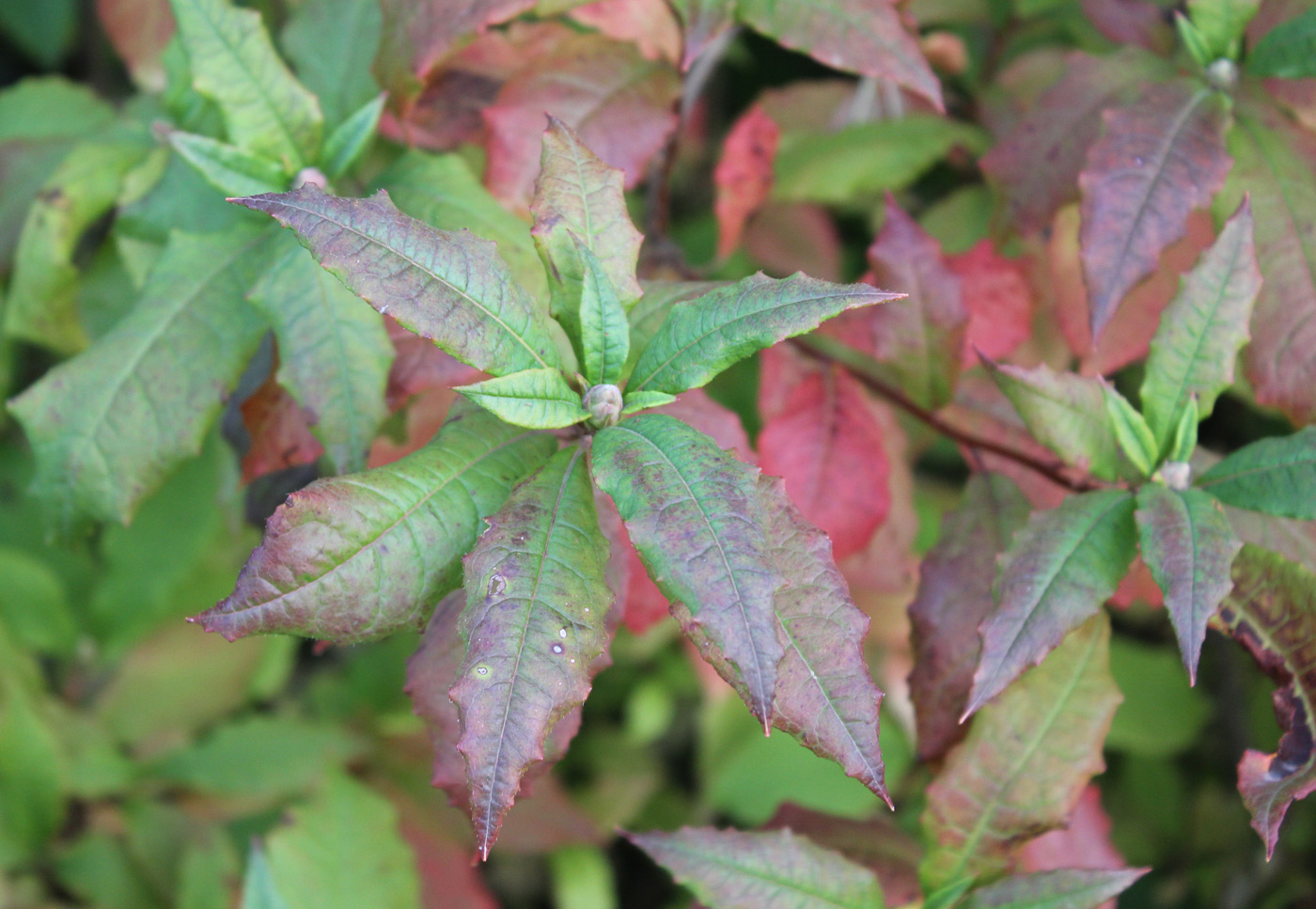 Image of Rhododendron vaseyi specimen.