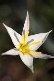 Tulipa buhseana. Цветок. Южный Казахстан, левобережье Сыр-Дарьи выше Сюткента. 28.03.2014.