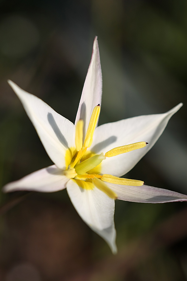 Image of Tulipa buhseana specimen.