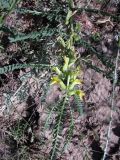 Astragalus turkestanus