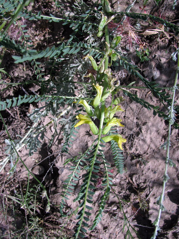 Изображение особи Astragalus turkestanus.