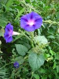 Ipomoea purpurea