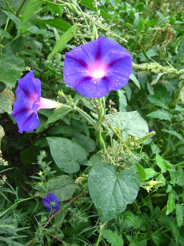 Изображение особи Ipomoea purpurea.