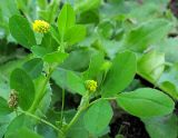 Medicago lupulina