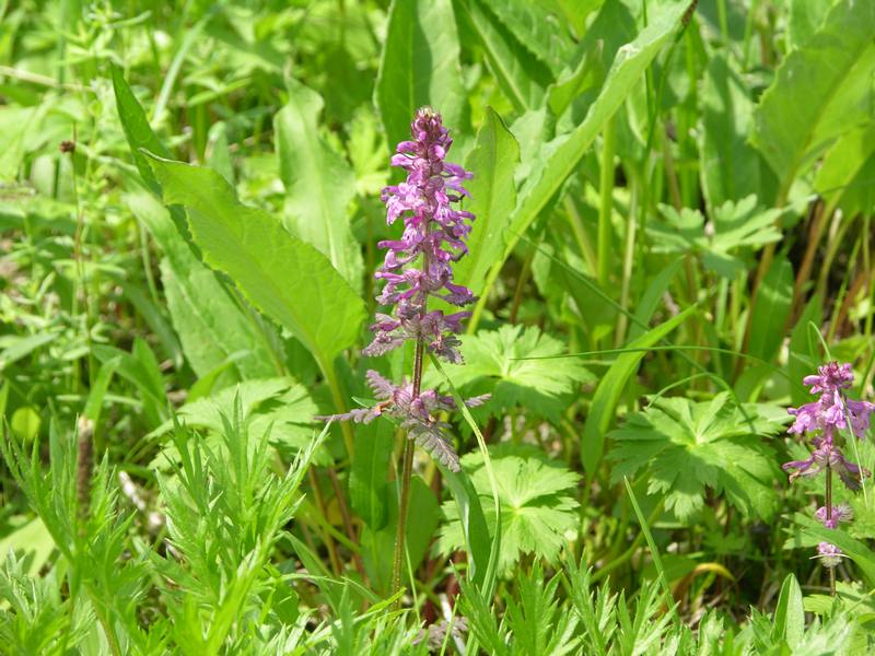 Изображение особи Pedicularis verticillata.