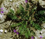 Erodium cicutarium