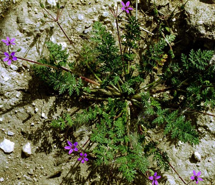 Изображение особи Erodium cicutarium.