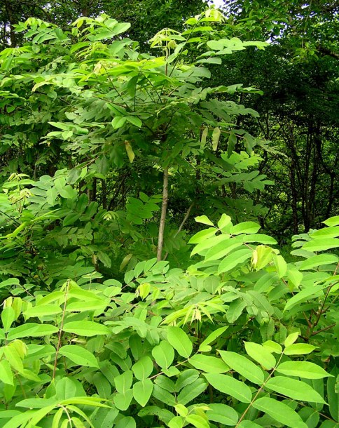 Image of Juglans mandshurica specimen.