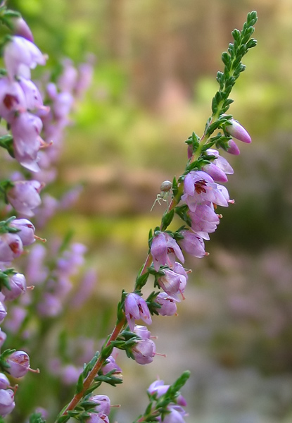 Image of Calluna vulgaris specimen.