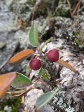 Cotoneaster × antoninae. Плодоносящее растение в расщелине скалы. Карелия, о. Костьян. 13.09.2009.