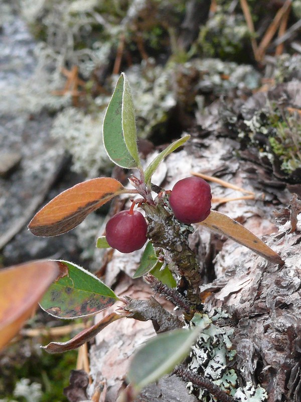 Изображение особи Cotoneaster &times; antoninae.