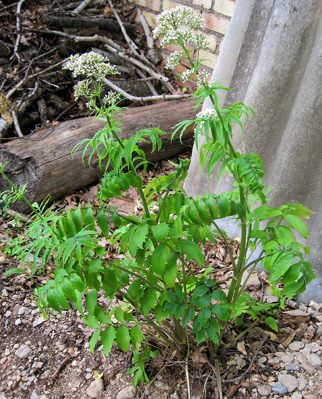 Image of Valeriana officinalis specimen.