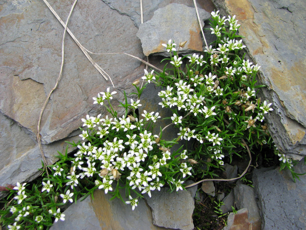 Image of Minuartia biflora specimen.