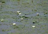 Nymphaea candida