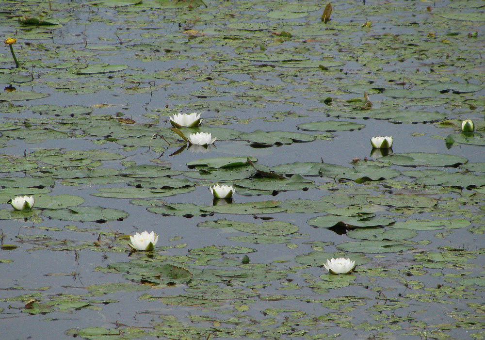 Изображение особи Nymphaea candida.