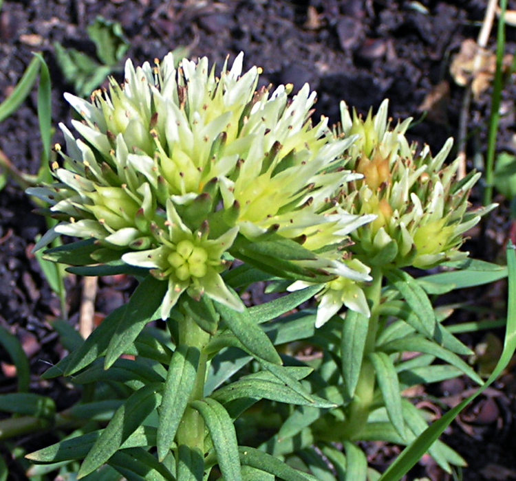 Изображение особи Rhodiola algida.