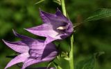 Campanula latifolia