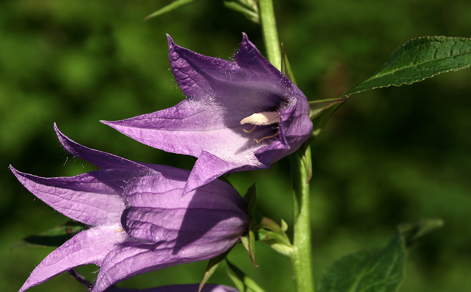 Изображение особи Campanula latifolia.