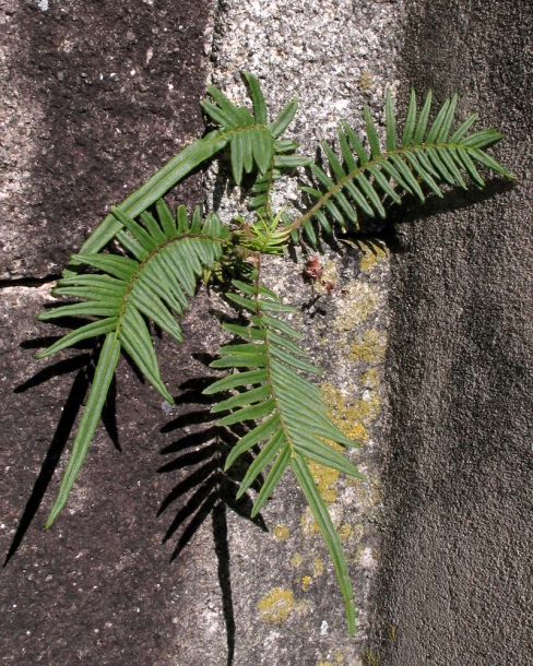 Image of Pteris vittata specimen.