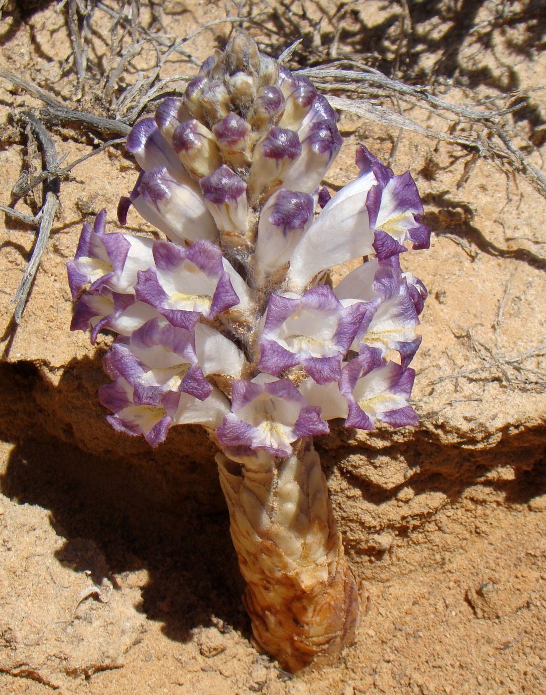 Image of Cistanche salsa specimen.