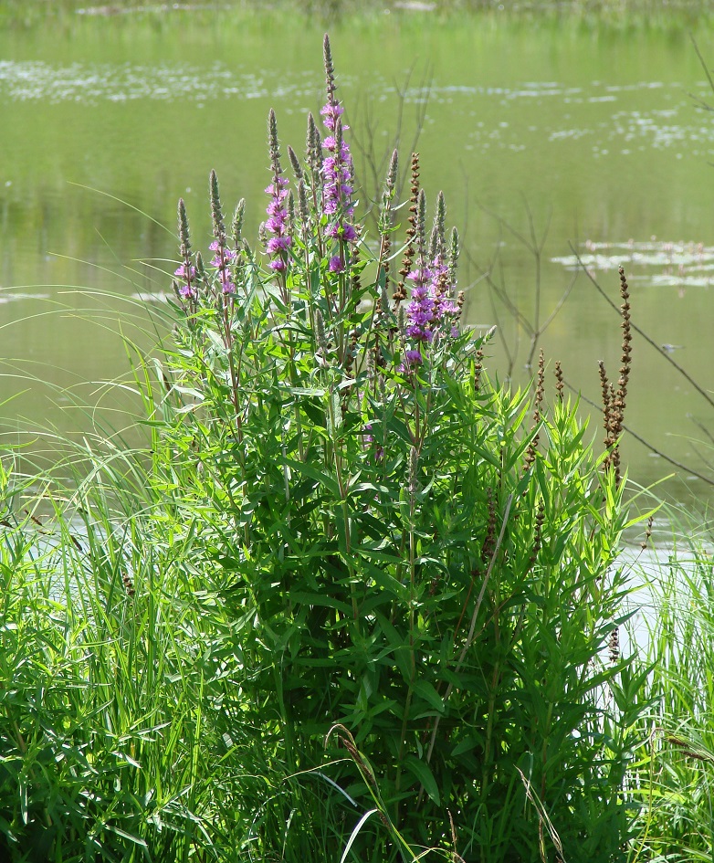 Image of Lythrum salicaria specimen.