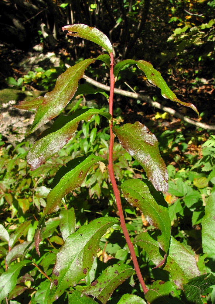 Image of Vaccinium arctostaphylos specimen.