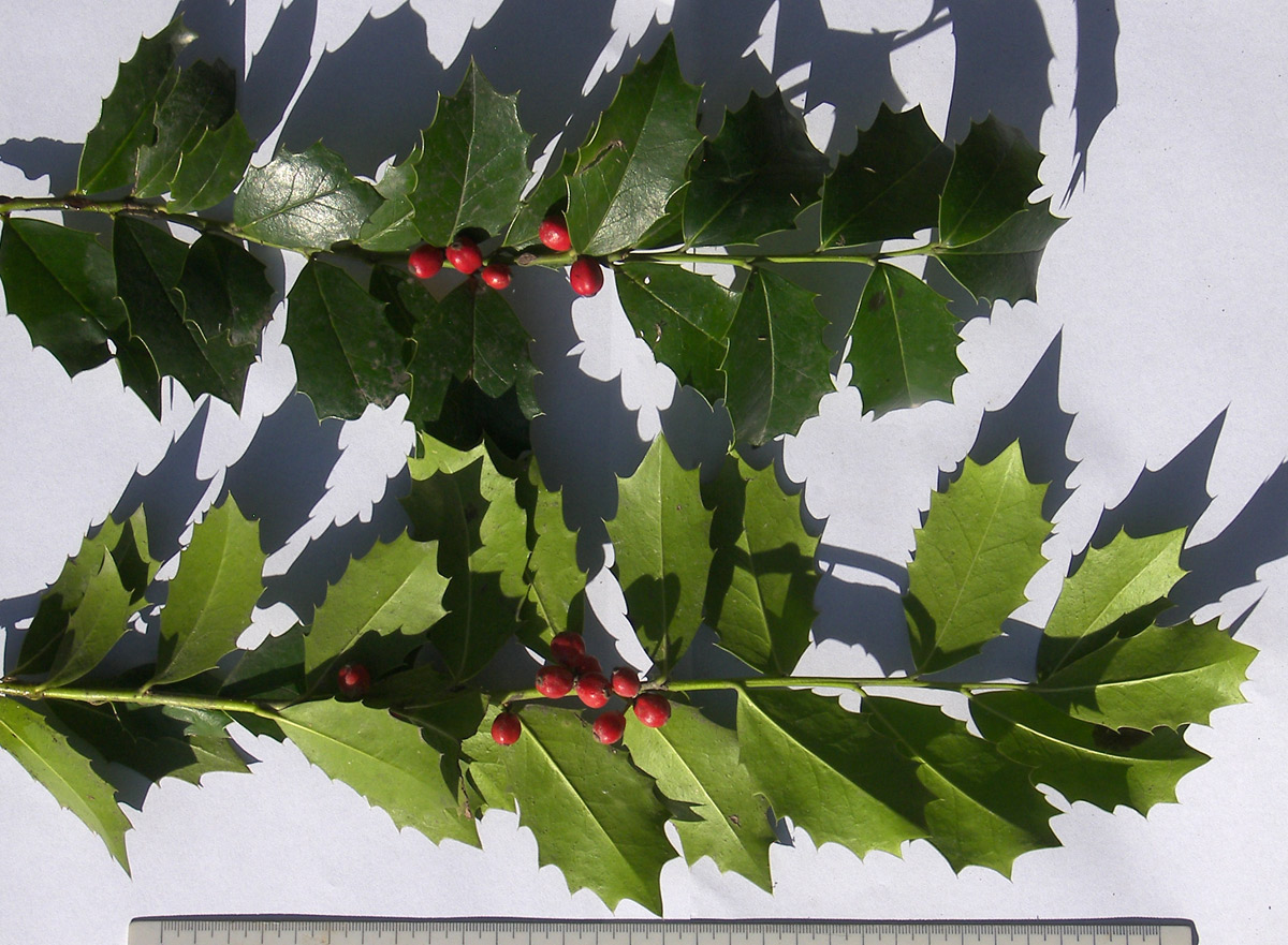 Image of Ilex stenocarpa specimen.