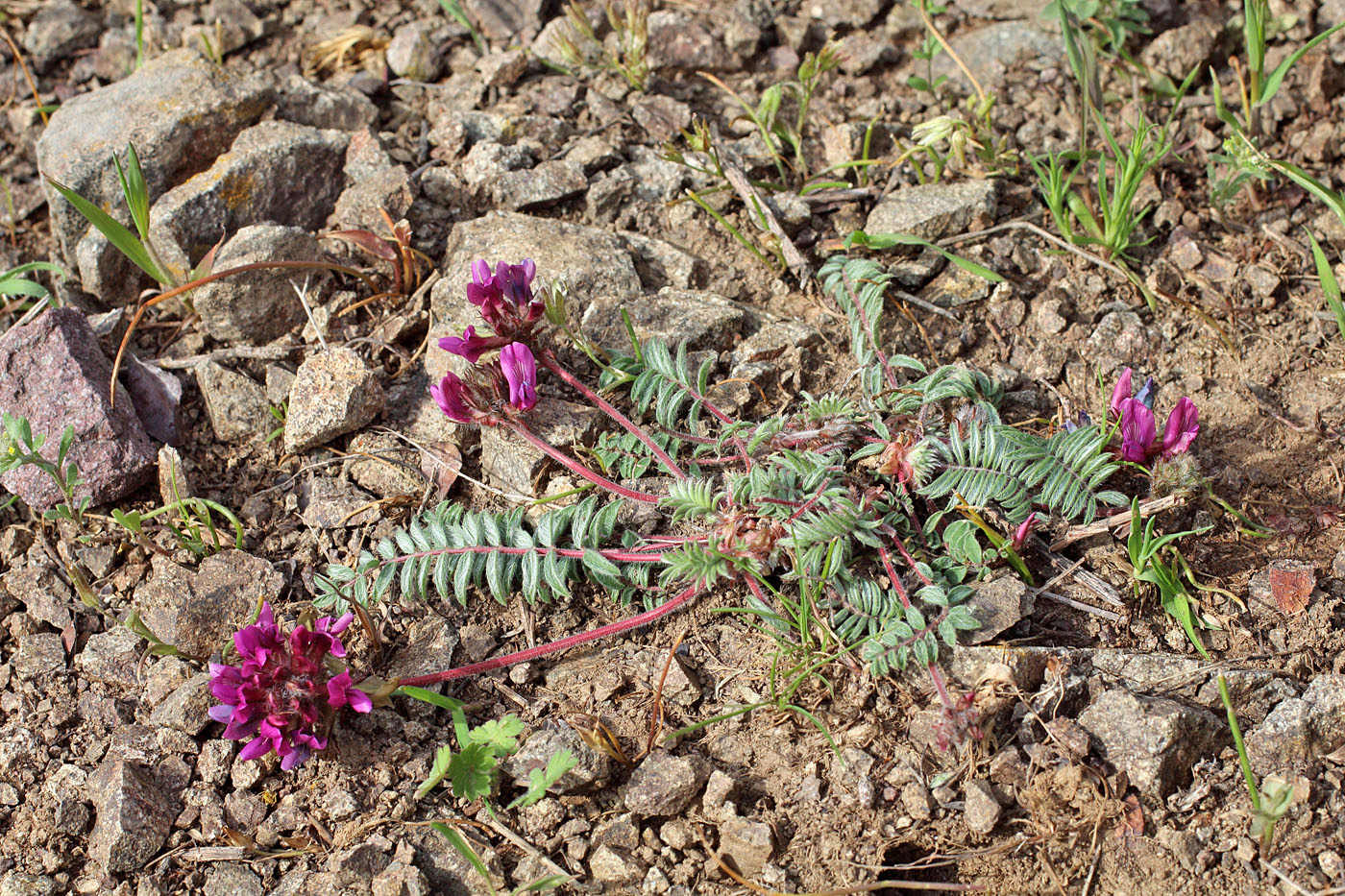 Image of Oxytropis gymnogyne specimen.