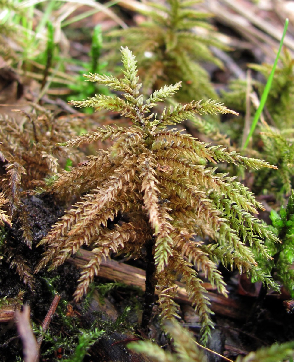 Изображение особи Climacium dendroides.