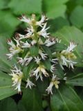 Pachysandra terminalis