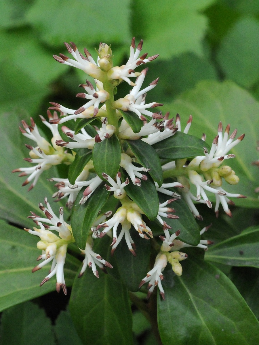 Изображение особи Pachysandra terminalis.