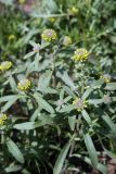 Alyssum turkestanicum var. desertorum