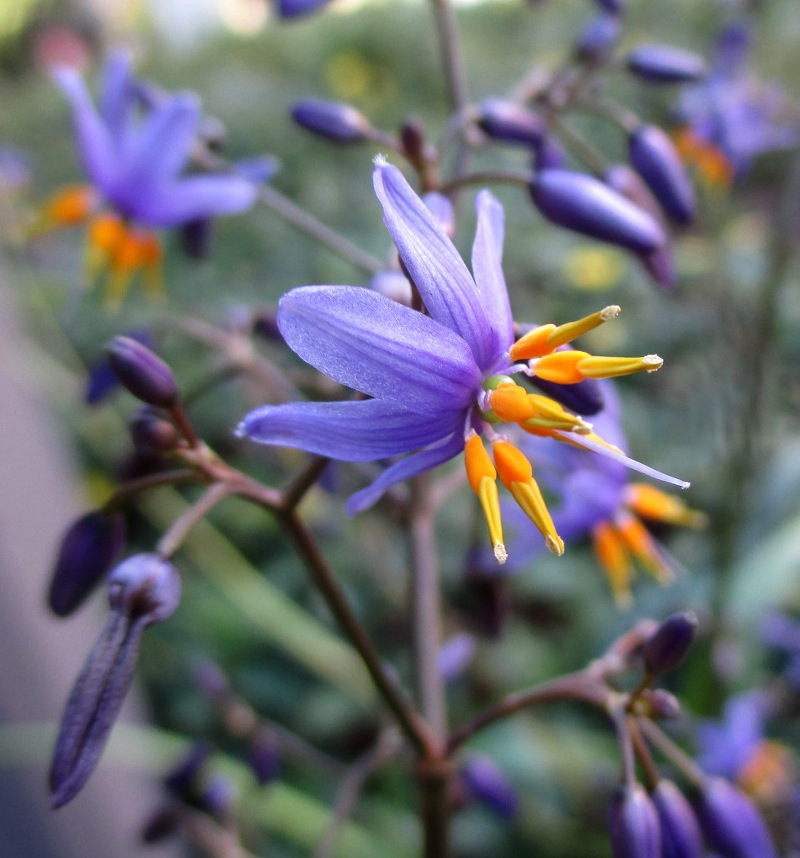 Image of Dianella caerulea specimen.