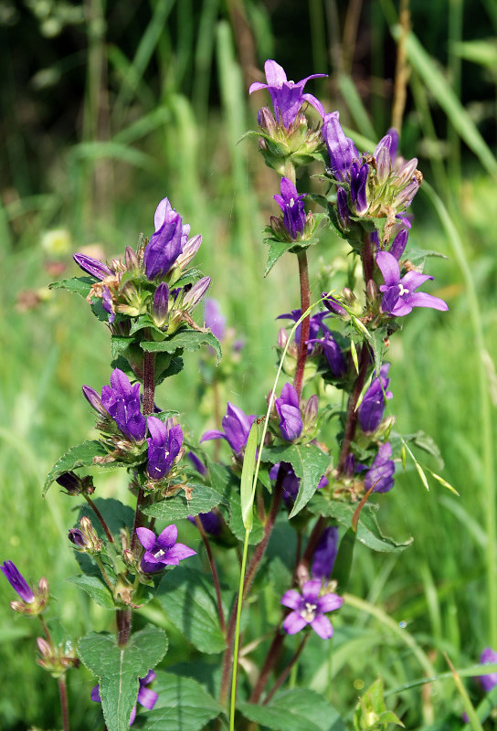 Image of Campanula glomerata specimen.