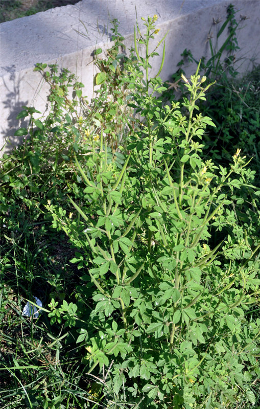 Image of Cleome viscosa specimen.