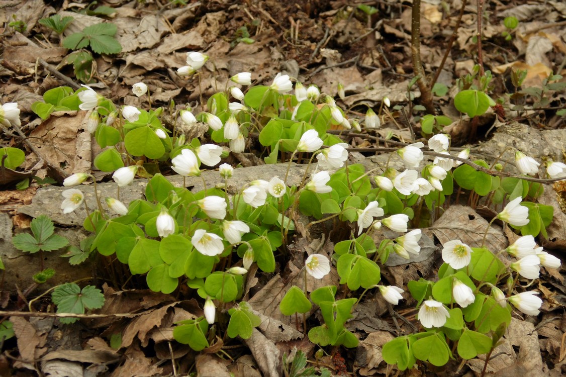 Изображение особи Oxalis acetosella.